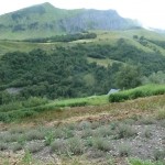 Infusions des Aiguilles d’Arves