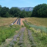Plantes du Puits des Fées