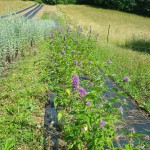 Plantes du Puits des Fées