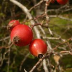 Asinerie et Plantes du Cul du Bois