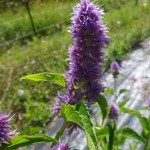 Plantes du Puits des Fées