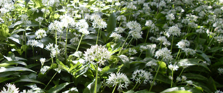 Contact Producteurs de plantes aromatiques et médicinales des Savoie