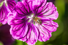 Mauve L'Herbier de la Clappe