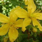 Asinerie et Plantes du Cul du Bois