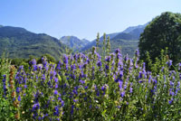 Les Jardins d'Amélie Blanche