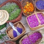 Asinerie et Plantes du Cul du Bois