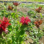 Plantes du Puits des Fées