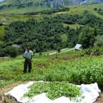 Infusions des Aiguilles d’Arves