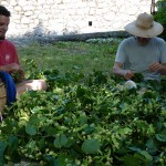 Les Herbes en Folies