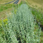 Plantes du Puits des Fées