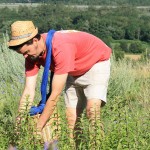 Les Herbes en Folies