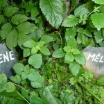 Infusions des Aiguilles d'Arves