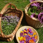 Petits Jardiniers