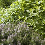 Les Jardins d'Amélie Blanche